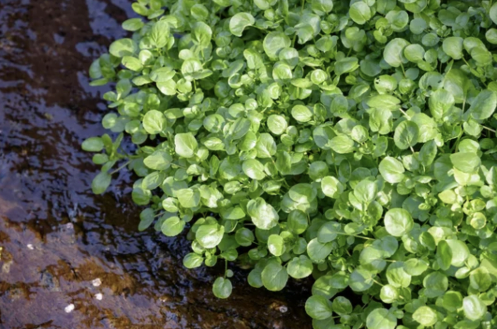 Watercress Plant
